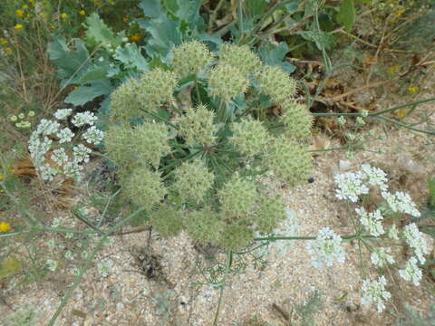 صورة Astrodaucus littoralis (Bieb.) Drude