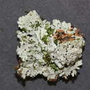 Image of tropic shield lichen