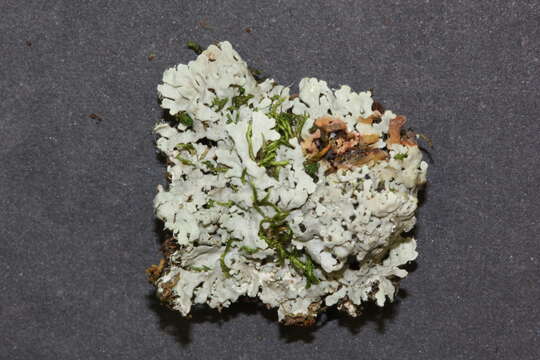 Image of tropic shield lichen