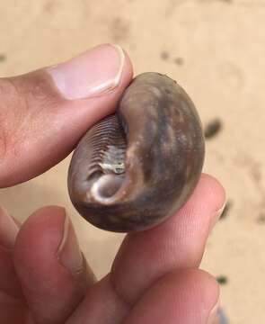 Image of measled cowrie