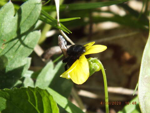 Imagem de Andrena carlini Cockerell 1901