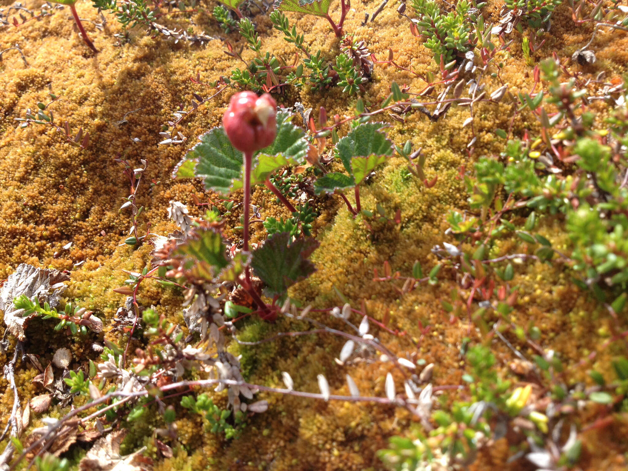 Image of cloudberry