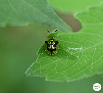 Deloyala fuliginosa (Olivier 1790)的圖片