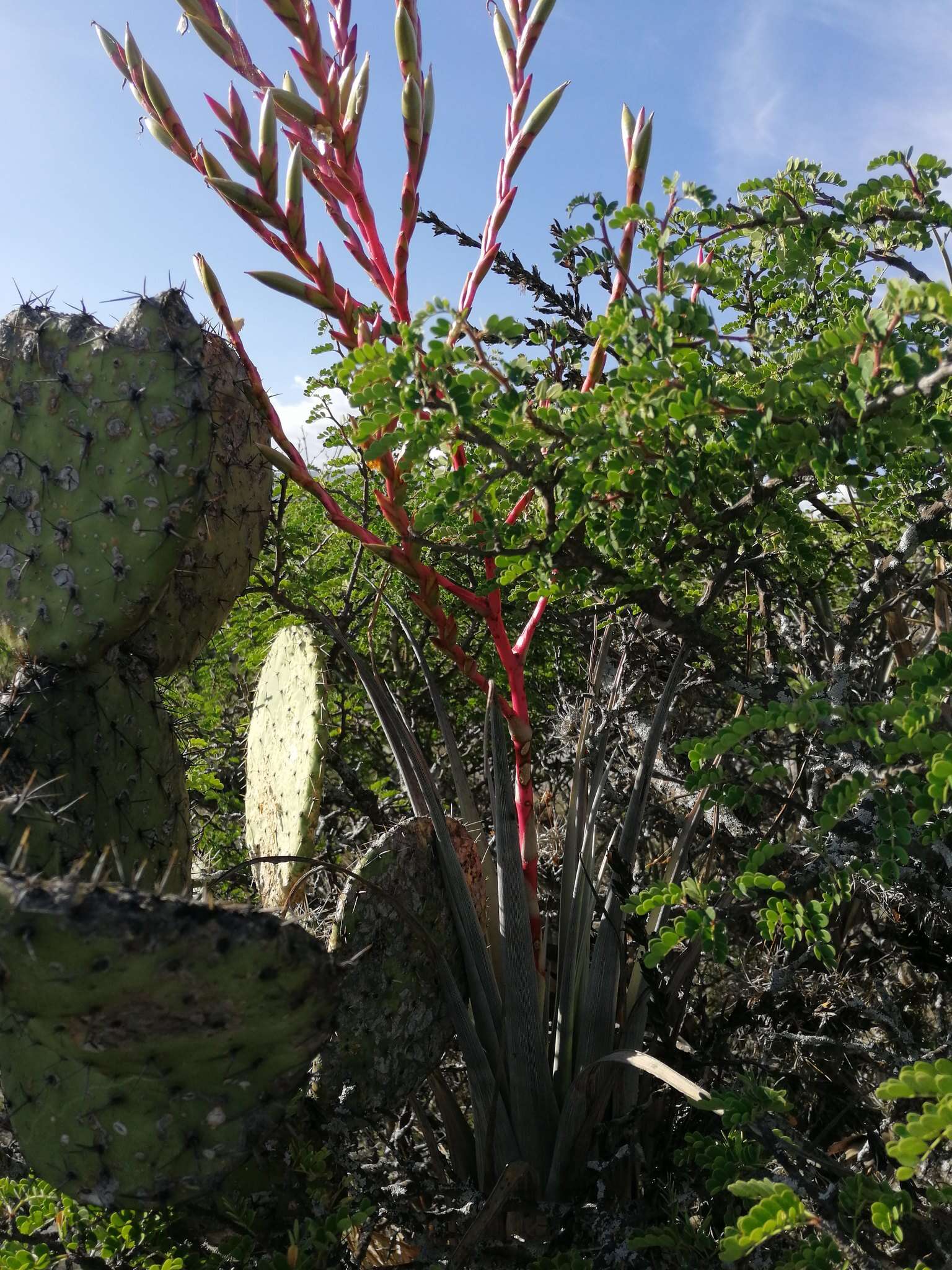 Tillandsia tehuacana I. Ramírez & Carnevali的圖片