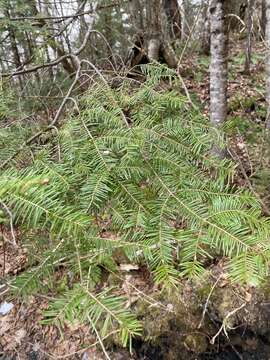 Image of balsam fir