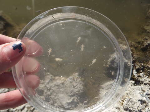 Image of Mono Lake Brine Shrimp