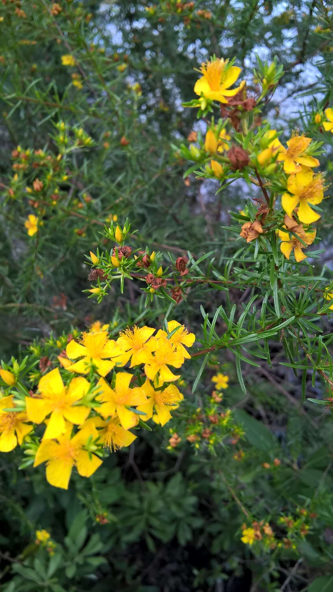 Image of Carolina St. John's-Wort