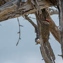 Image of Speckle-throated Woodpecker