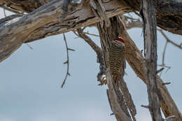 Image of Speckle-throated Woodpecker