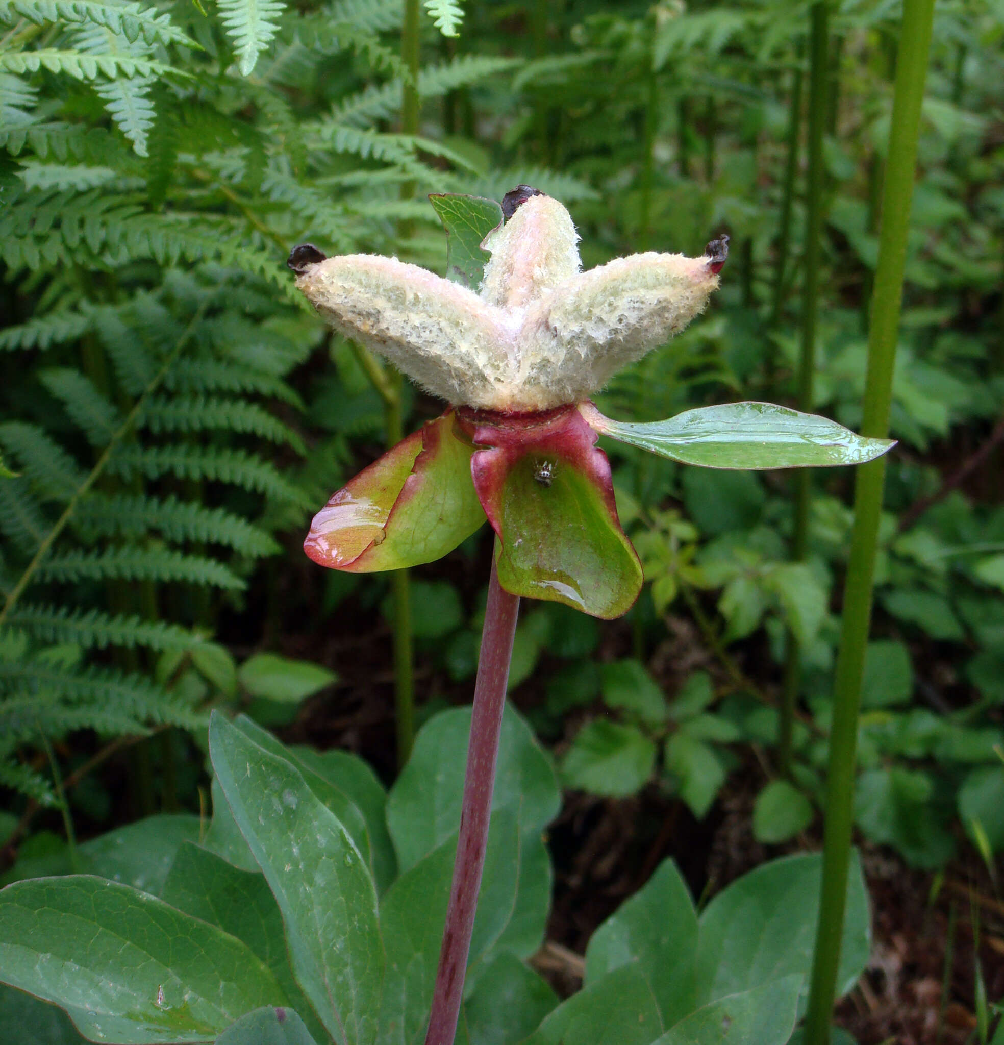 Image of Paeonia coriacea Boiss.