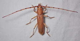 صورة Malacopterus