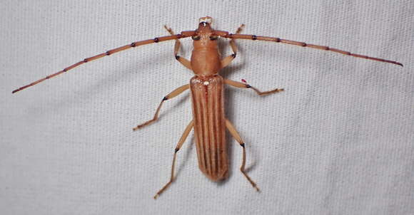 Image of Malacopterus