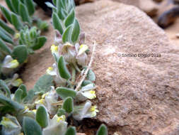 Image de Kickxia floribunda (Boiss.) V. Täckh. & Boulos