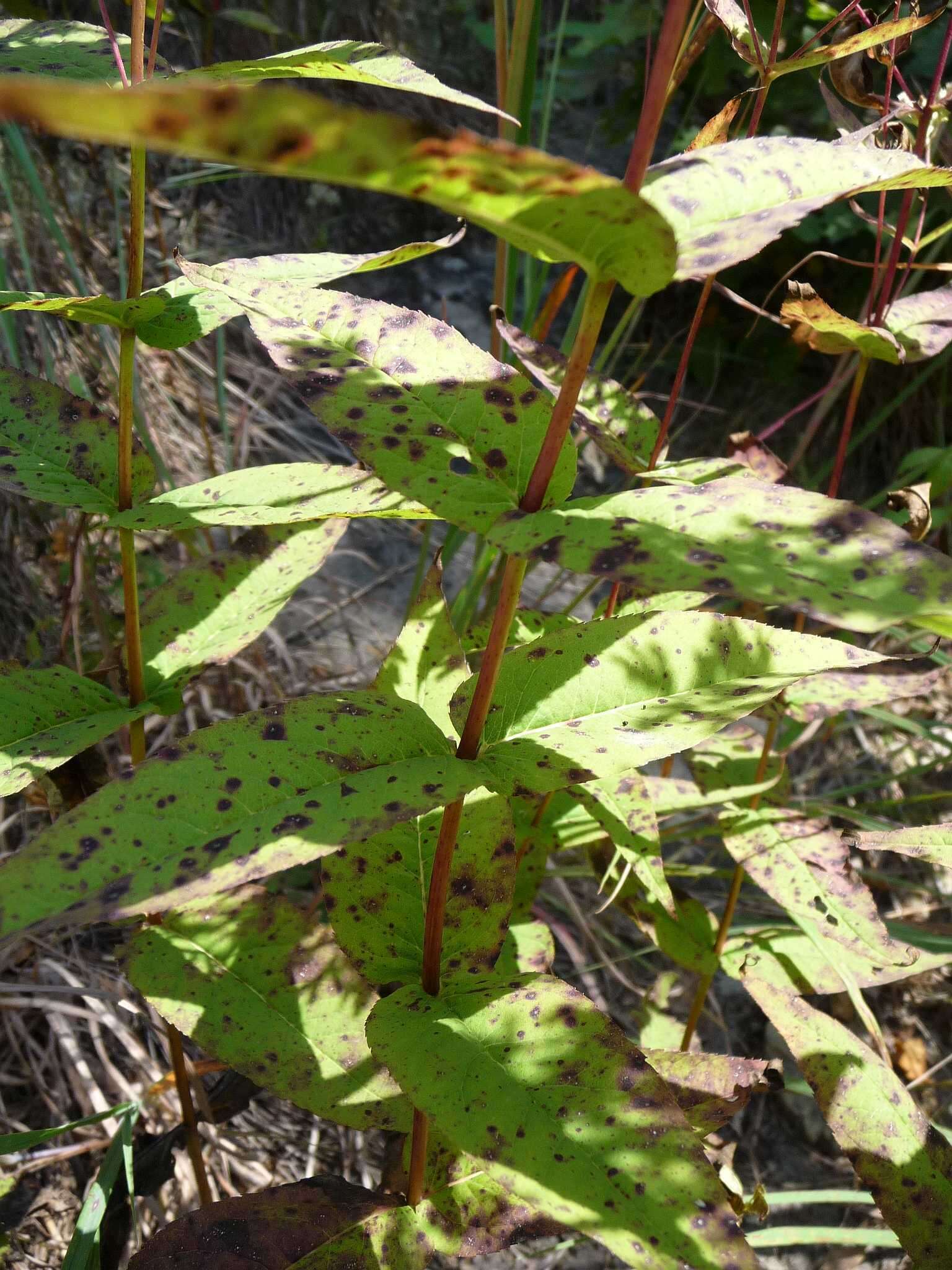 Plancia ëd Eupatorium sessilifolium L.