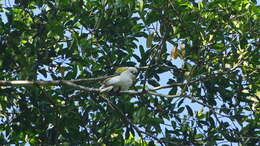 Image of Cacatua galerita triton Temminck 1849