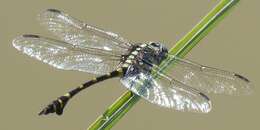 Imagem de Ictinogomphus decoratus (Selys 1854)