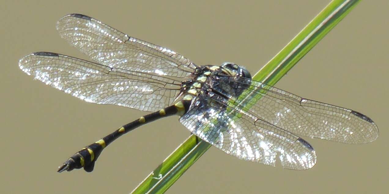 صورة Ictinogomphus decoratus (Selys 1854)