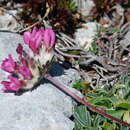 Image of <i>Anthyllis vulneraria</i> subsp. <i>gandogeri</i> (Sagorski) W. Becker ex Maire