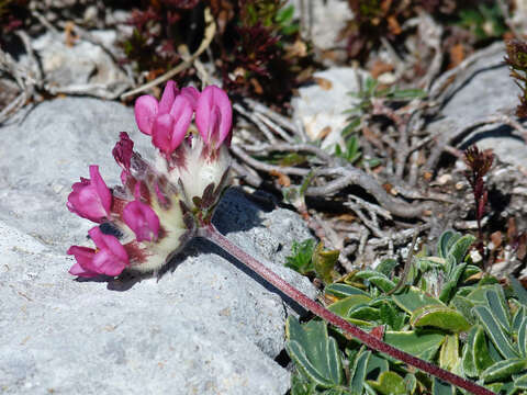 Image of <i>Anthyllis vulneraria</i> subsp. <i>gandogeri</i> (Sagorski) W. Becker ex Maire