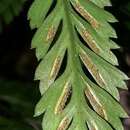 Image of Asplenium pteridoides Bak.