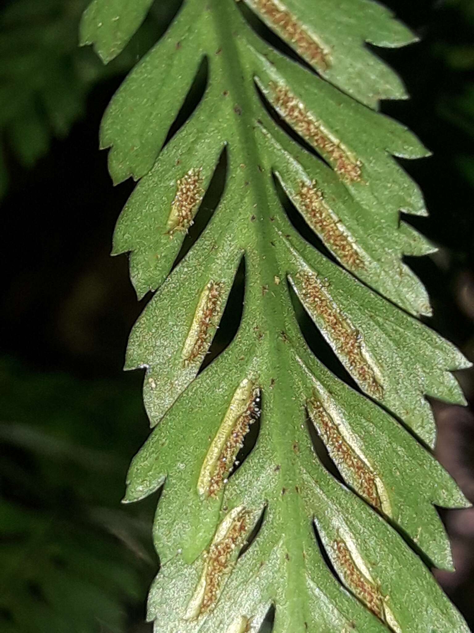 Image of Asplenium pteridoides Bak.