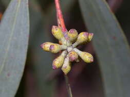 Plancia ëd Eucalyptus pauciflora subsp. pauciflora