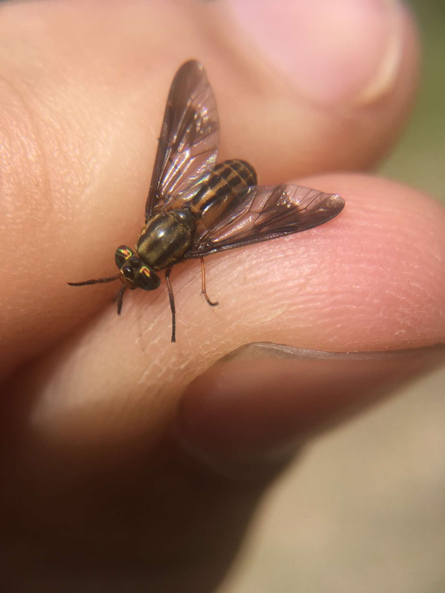 Image of Chrysops aberrans Philip 1941