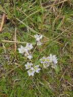 Image of Gentianella patula (Cheesem.) Holub