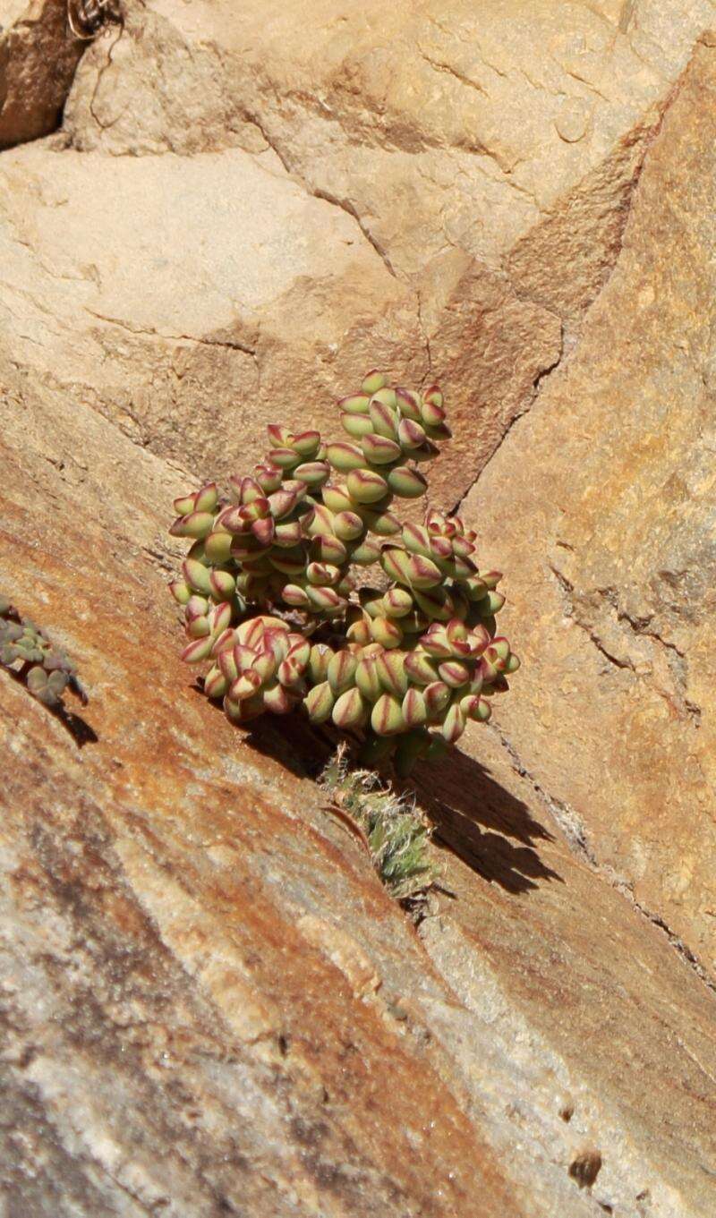 Image of Crassula rupestris subsp. rupestris