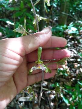 Image de Oeceoclades spathulifera (H. Perrier) Garay & P. Taylor