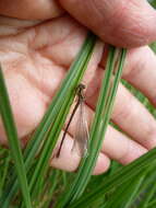 Plancia ëd Coenagrion johanssoni (Wallengren 1894)