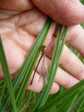 Image of Arctic Bluet