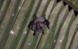 Image of lesser dawn bat