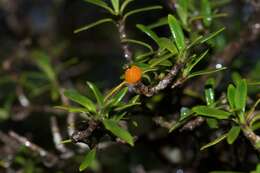 Image of Coprosma pseudocuneata W. R. B. Oliv. ex Garn.-Jones & Elder