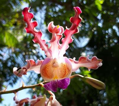 Image of Myrmecophila tibicinis (Bateman ex Lindl.) Rolfe