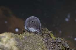 Image of American Water Shrew