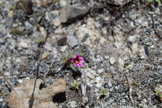 Слика од Diplacus graniticola Schoenig