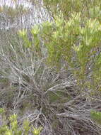 Image of Leucadendron meridianum Salter ex I. Williams