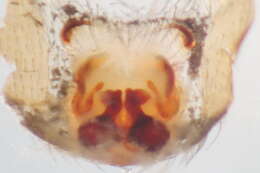 Image of Zelotes apricorum (L. Koch 1876)