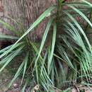 Image of Freycinetia sumatrana Hemsl.