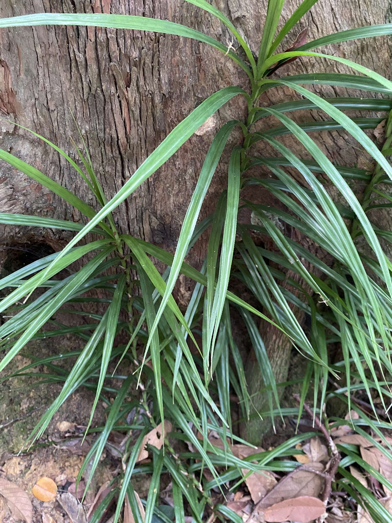 Image of Freycinetia sumatrana Hemsl.