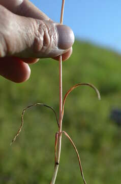 Image of Tulipa tetraphylla Regel