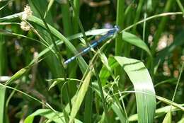 Image of Austrocoenagrion lyelli (Tillyard 1913)