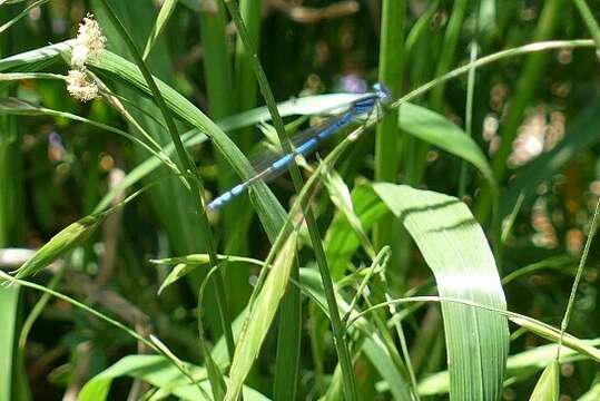 Image of Austrocoenagrion Kennedy 1920