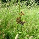 Image of Juncus decipiens (Buch.) Nakai