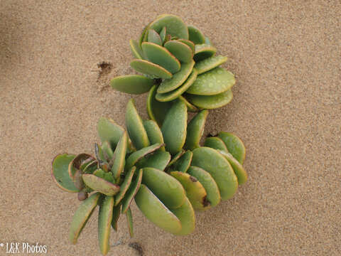 Image of Tetraena stapfii (Schinz) Beier & Thulin