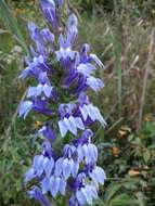 Image of blue cardinal flower