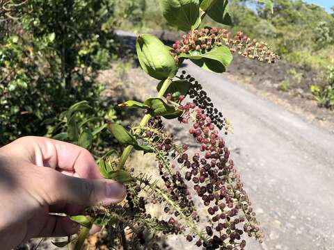 Image of <i>Coriaria arborea</i>