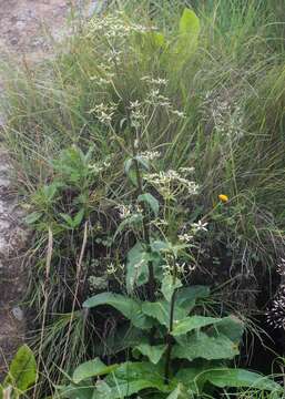 Image of Alepidea cordifolia