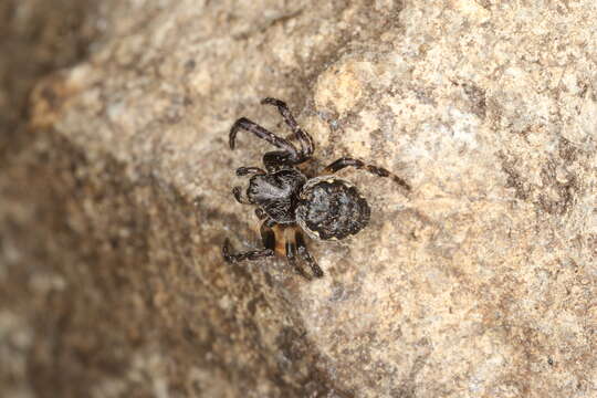 Image of Walnut Orb-Weaver Spider